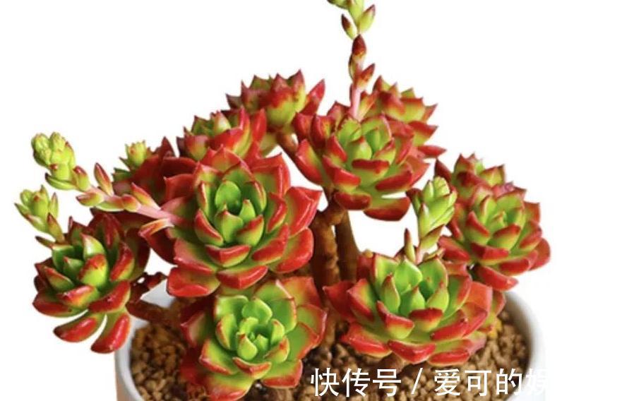 颗粒石|养殖蒂亚做好4件事,再也不徒长,还能养出通红似火的状态