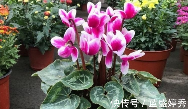 蝴蝶兰|5种花很喜庆喜,摆放客厅很合适,开花漂亮颜值高!