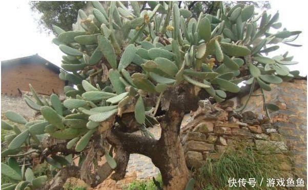 男子10年前随手种下的一棵仙人掌,10年后竟给他带来一笔意外财富