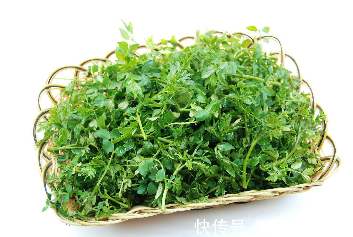 韭菜|明日立春,牢记“多吃3绿2白,少食2味”,顺应时节,家人都受益