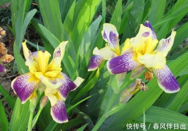 超好养的“4种花”,人人都喜欢,花朵烂漫迷人,美爆了