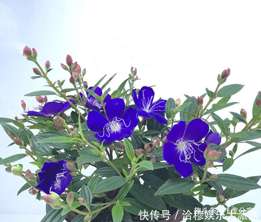 石榴|两种公主花全年开花不断,比月季好看,比吊兰好养,沾土就活