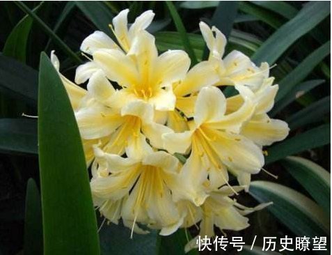 养君子兰的小妙招,年年开花爆盆,叶子整齐不倾斜,全年开花不断