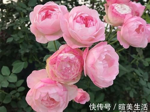 几个萌萌哒月季品种,看一眼就心情大好,简直可爱到爆!