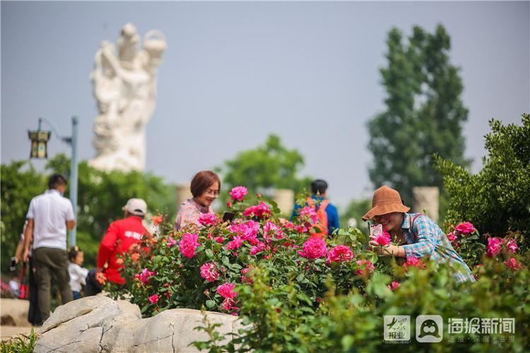 月季花节|这就是山东·莱州丨以花为媒为你而“莱” “月季花节”如期而至