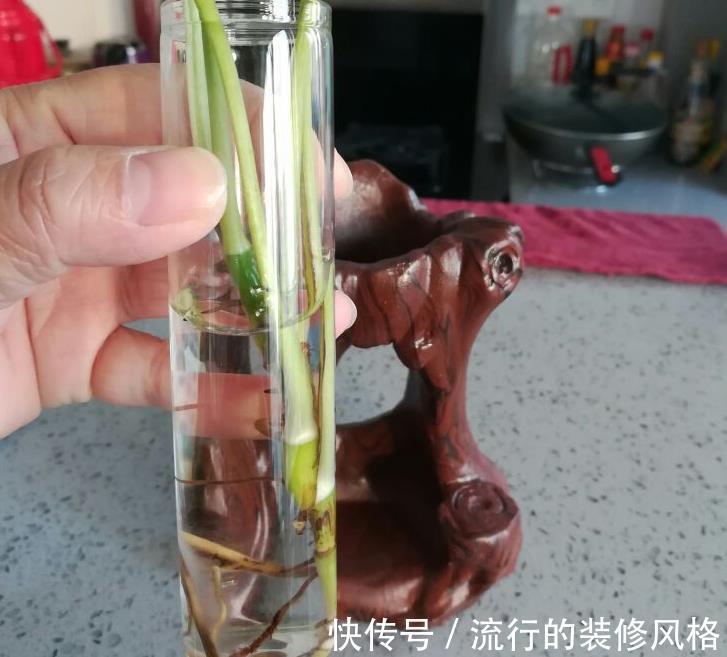 养花|没有花盆,怎么养花?解决方法有3种,你知道吗?