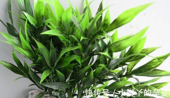 富贵竹总黄叶，离不开3个原因，夏季这样养，叶片绿油油的