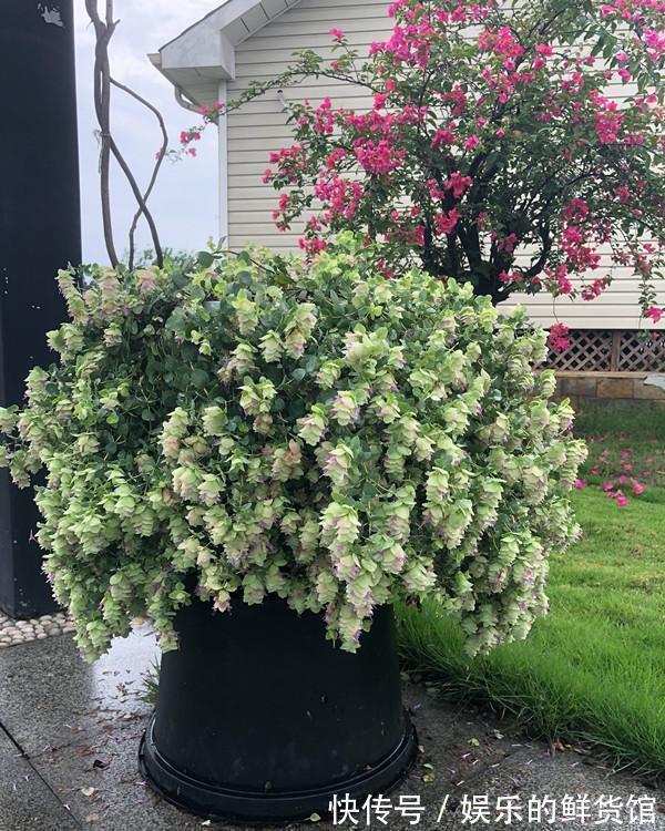 花苞|从8月20日开始,家养此款花卉,浇水越勤快,好养又漂亮