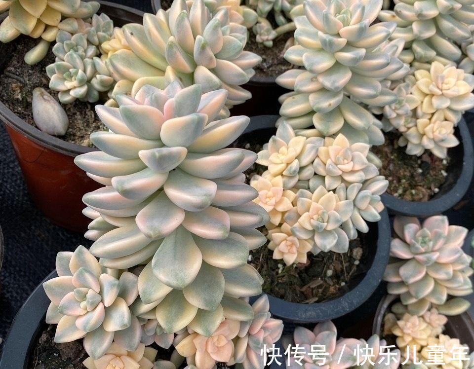 金黄色的美杏锦,1棵才要5块钱,买之前想好了,小心掉叶子