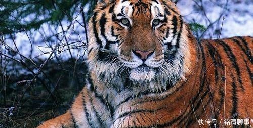 巨毋霸|王莽的巨毋霸指的是什么?