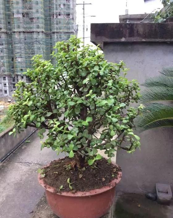 金枝玉叶拔起来养,造型惊人,身价能翻几百倍