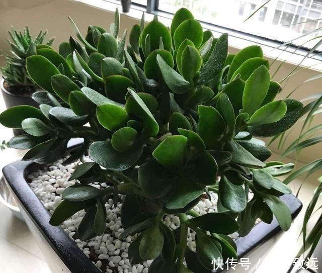 只要一片叶子就能插活的花,有3种,繁殖了一盆又一盆