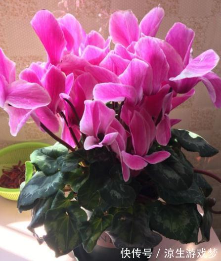 公认难养的10种“漂亮花”，没有几年养花经验，建议别买回家