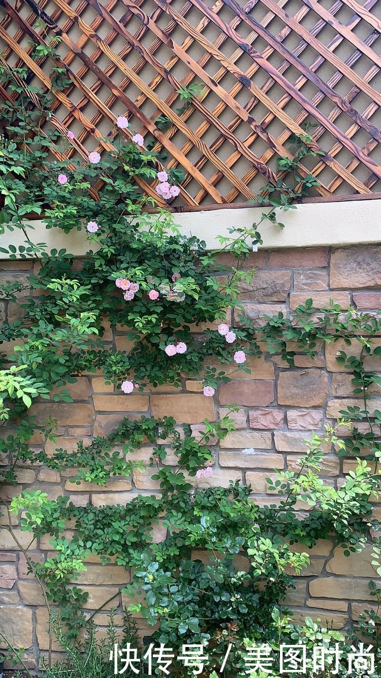 花了7个月,亲手打造123㎡别墅花园,网友:看一眼都会陶醉其中