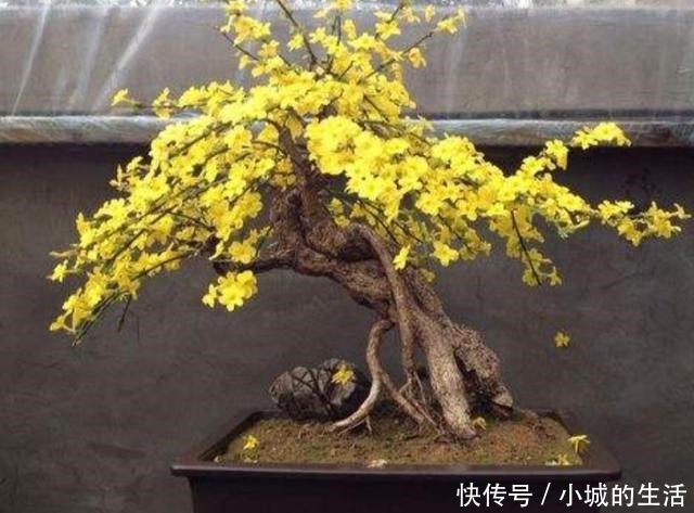 迎春盆景,开始进入生长期,别忘给它做“4件事”!