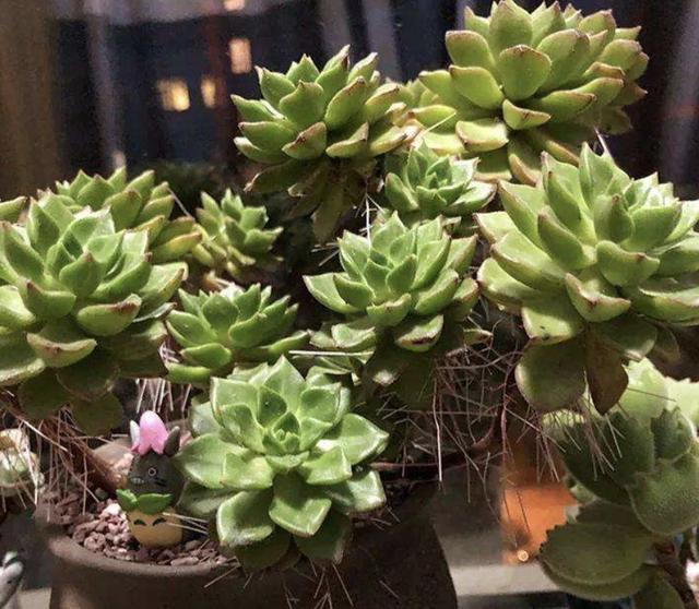 多肉植物长出“小胡须”，表示植株“不健康”，花友们要明白！
