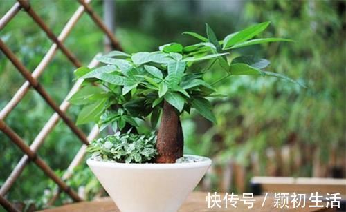 维c|捡1物丢水里,就是养花万能水,养啥旺啥,比花肥强10倍!