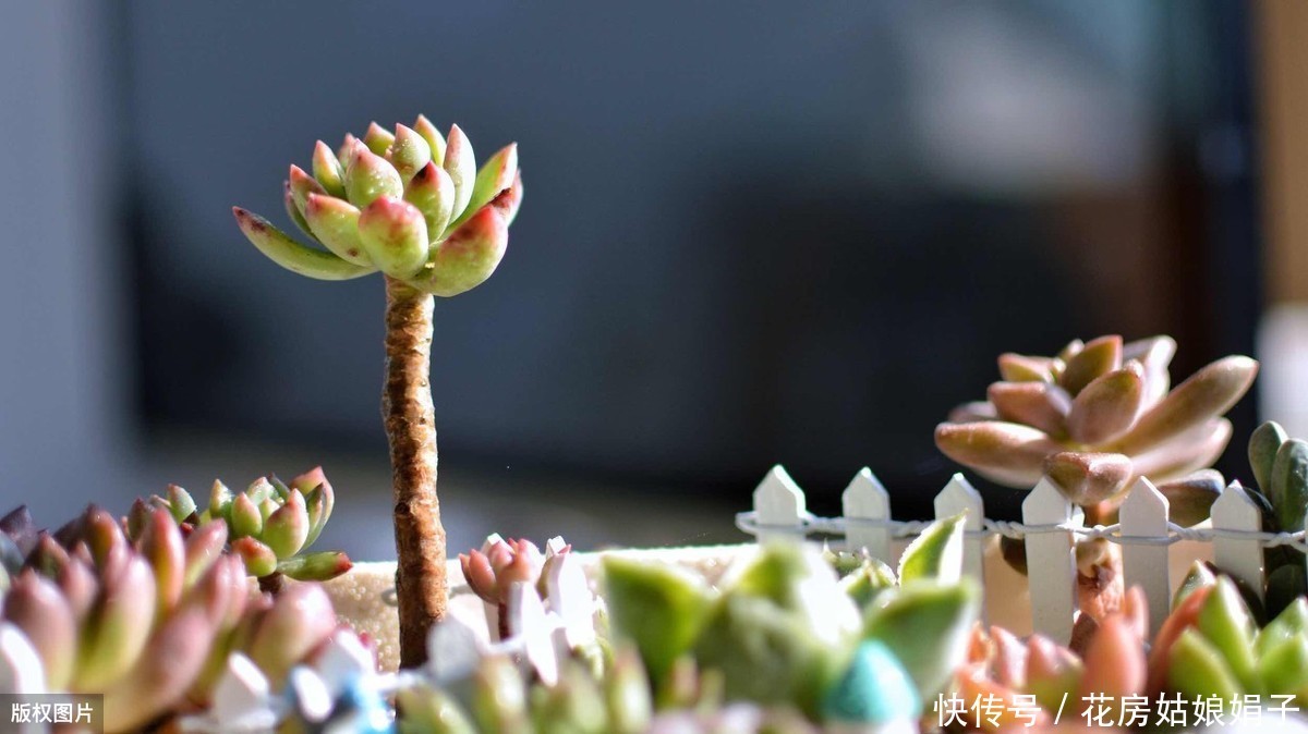 养殖|多肉的专业术语有哪些?学会这些多肉术语,你也可以小装一下