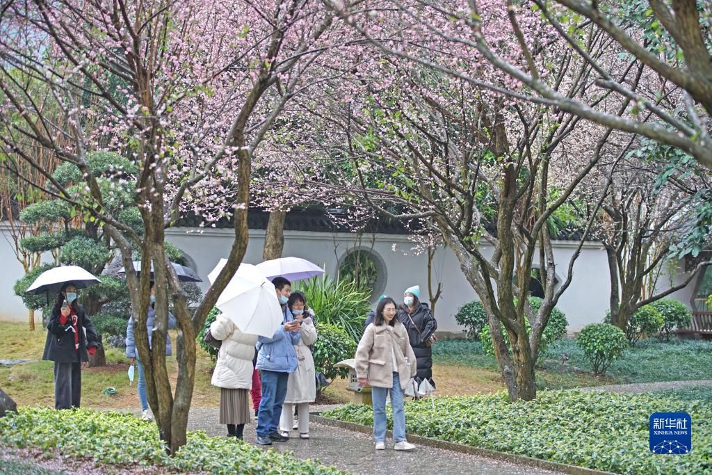 梅花|梅花盛放报春来