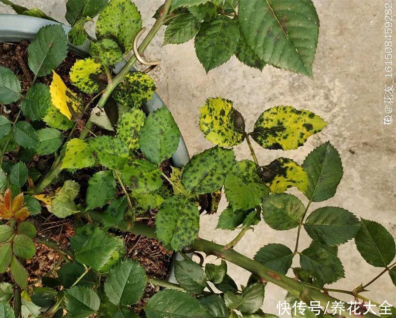 仙人球|9种花最怕下雨天，一淋雨就死，太心疼了