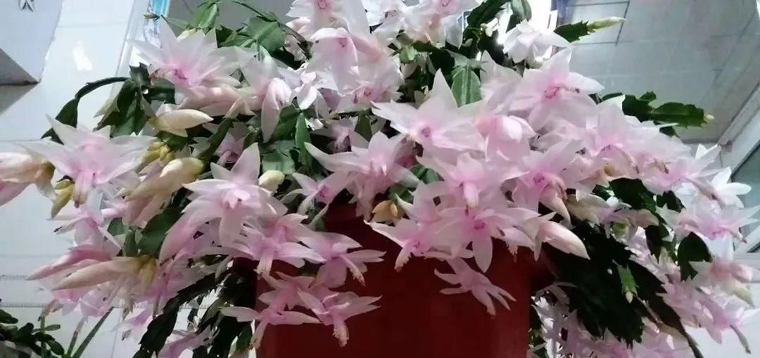 一棵长寿的花，124个花箭，开花，锅盖打开的方法