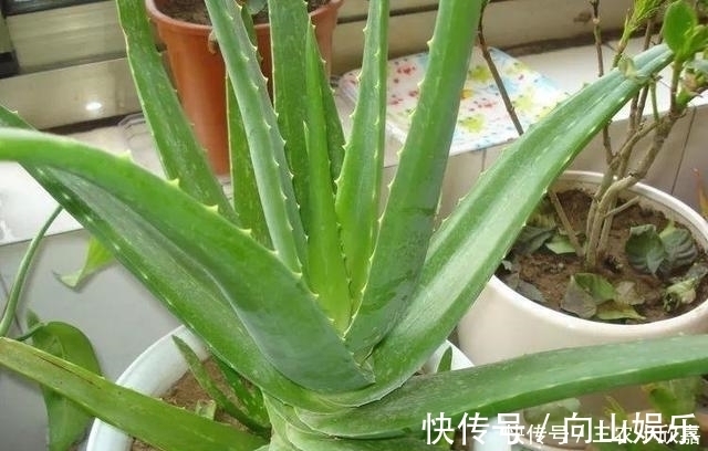 毒碱|家里养花不要瞎眼!这6种花旺财又养人,有2种花是大忌!