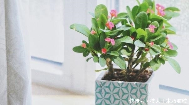 盆栽黄叶烂根问题年年层出不穷,如何办才能“治标治本”?