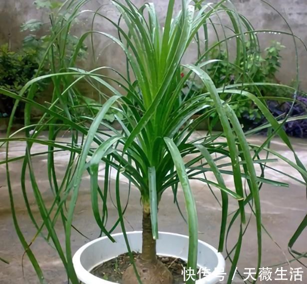 金钱树|客厅4种“耐旱”花,30天不浇水,反而爆盆,枝粗叶绿适合懒人