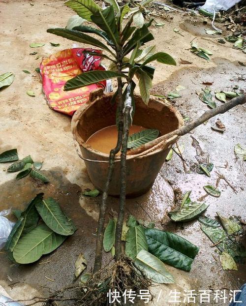 4种盆栽花卉,再好看也别买,养不活给自己“找麻烦”!