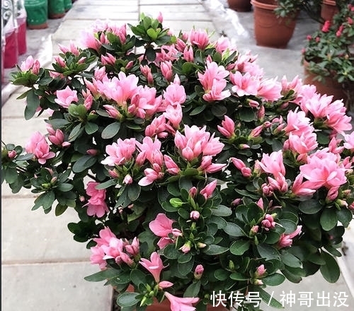 公认难养的花,改变养护方法,一样长新芽,开出层叠群花