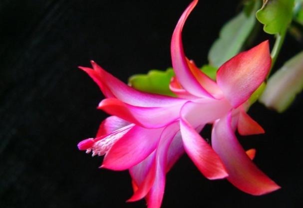 蟹爪兰不开花在盆里放此2种物质，养护很方便，花期时间长