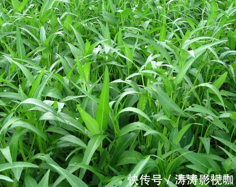 碱性食物|空心菜健肤美容，凉血排毒，掌握生长特性，种出优质绿色空心菜来