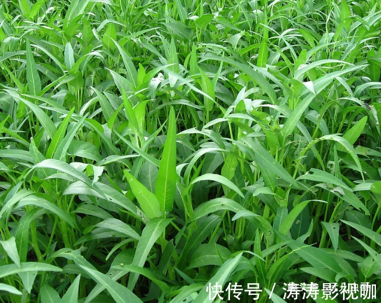 碱性食物|空心菜健肤美容,凉血排毒,掌握生长特性,种出优质绿色空心菜来