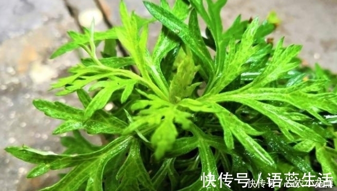 药用价值|乡下一种植物，药用价值极高，是一种珍贵药材，遇见请珍惜