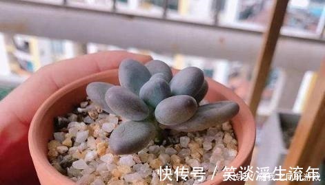 小齐|想用“河沙”养多肉,有利也有弊,这么使用才“完美”