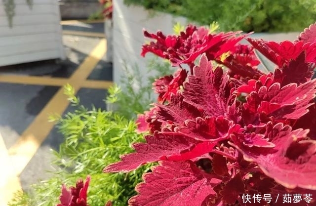 到底|Redmi Note 9 Pro 上手:这剑客到底多能打?