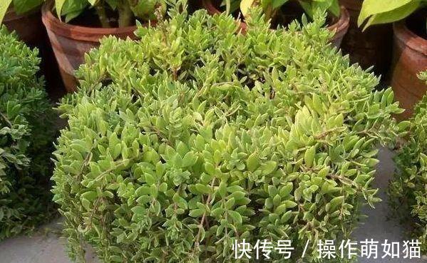 农历9月30日霜降后,养什么花?以下3种花,福泰安康合家欢乐