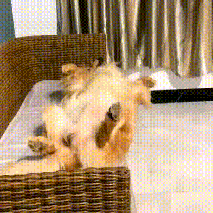 |搞笑GIF:这个女人居然不珍惜我,我美丽头顶居然用来放瓜子壳!