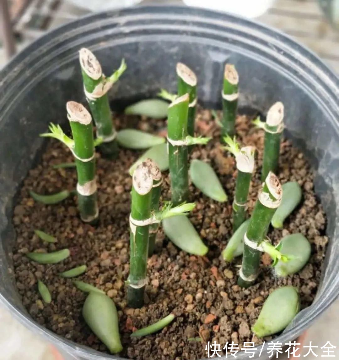 生根|6种花夏天扦插，枝条剁8段、撒土里，3岁小孩都能插活