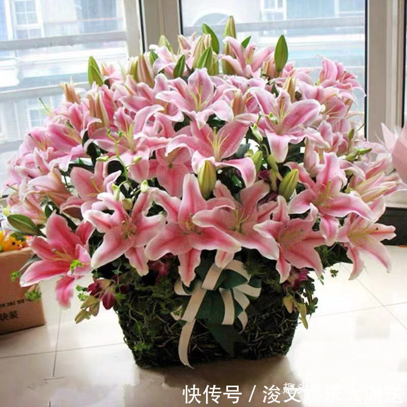 7月7花，生长在烈日下的“骨气花”，不死不伤，还能持续爆盆！