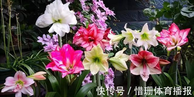 这6种花养好了，家里秒变花海，一年四季有花看！