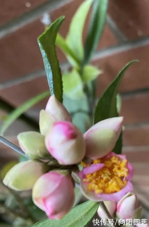 养山茶花，经常遇到的“8大难题”，老花医帮你解决，很实用