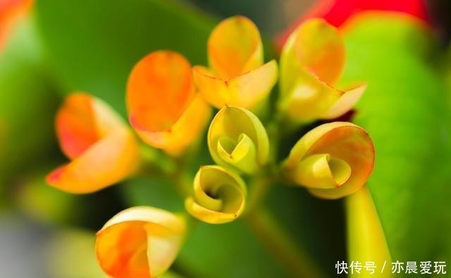 刺梅浇水|冬季在室内养虎刺梅,做好4+1,苗壮花艳更安心