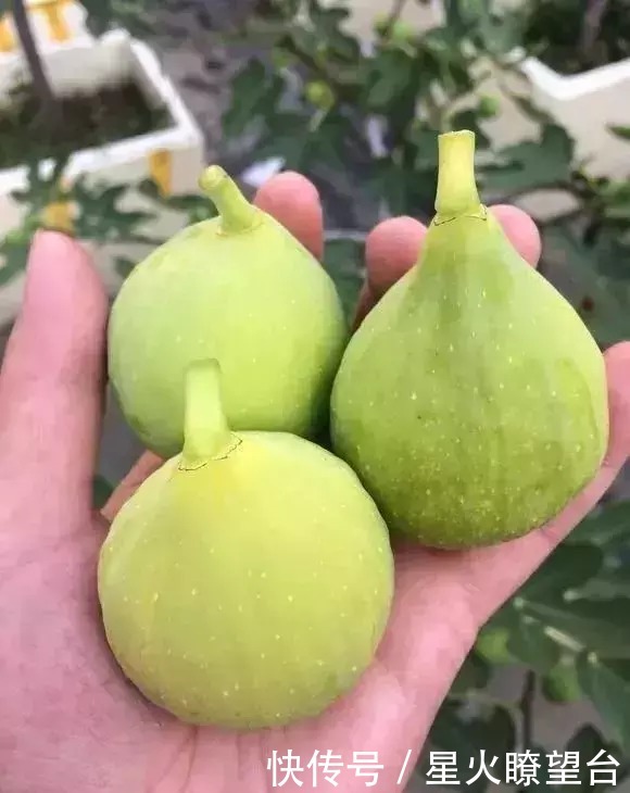 1根枝条插土里，10天生根，来年结果，一结一箩筐，吃不完！