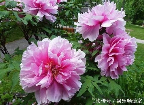 邻居|有个小院子,定要种上5种花,轻松开出花海,邻居看了羡慕!