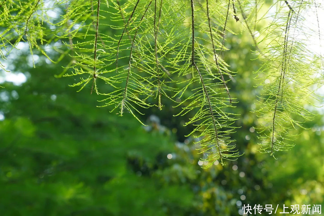 宝藏|小编拍了一年，只为带你领略金山这个“宝藏森林”的四季之美