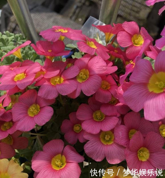 夏天|夏天疯狂开花的酢浆草，价格很便宜，买几个，埋到土里就开花