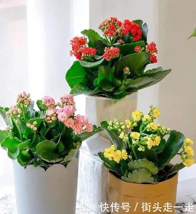 45种长寿花,个个都美爆了,你家养了多少种?