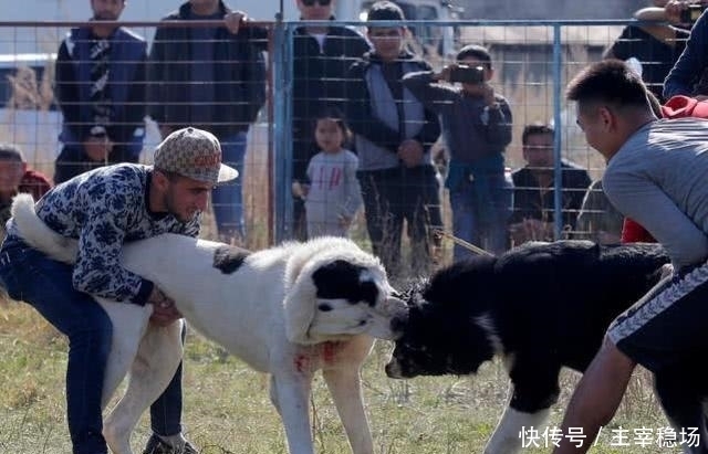 小孩子|血腥斗狗比赛再在吉尔吉斯斯坦进行,小孩子在一旁、拿手机拍照