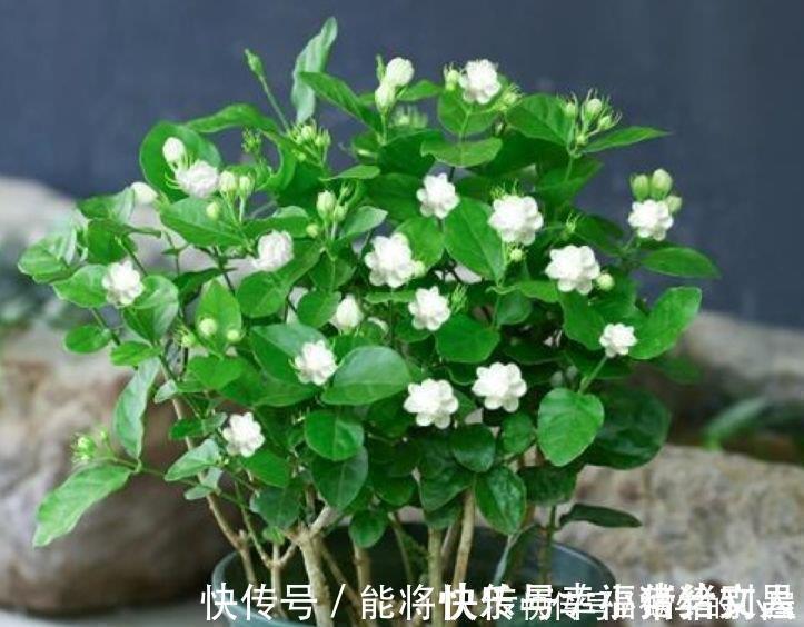 月季|4种花养家里,多姿多彩、美轮美奂,从年头“香”到年尾